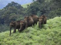 Elephants at Periyar