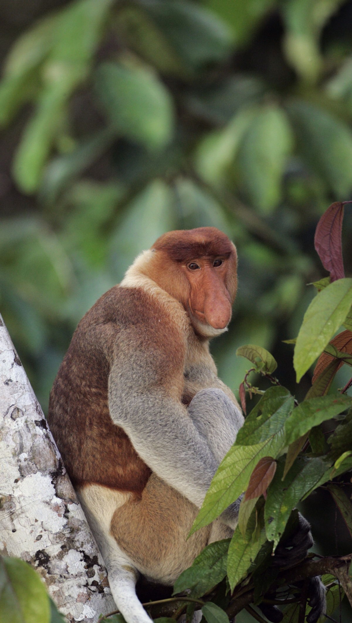 Weird animals on the verge of extinction