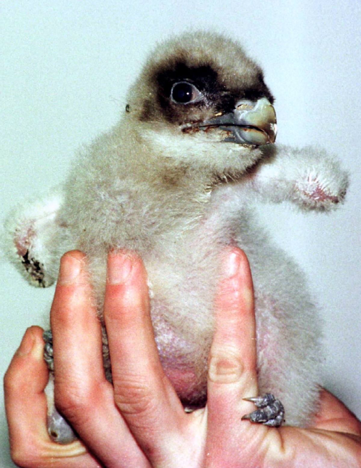 Weird animals on the verge of extinction