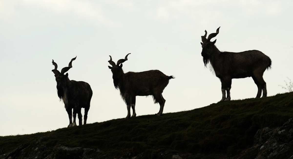 Weird animals on the verge of extinction