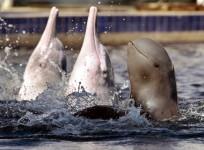 Weird animals on the verge of extinction