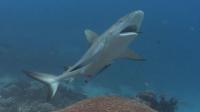 sharks-off-the-menu-and-on-the-tourist-trail-in-palau