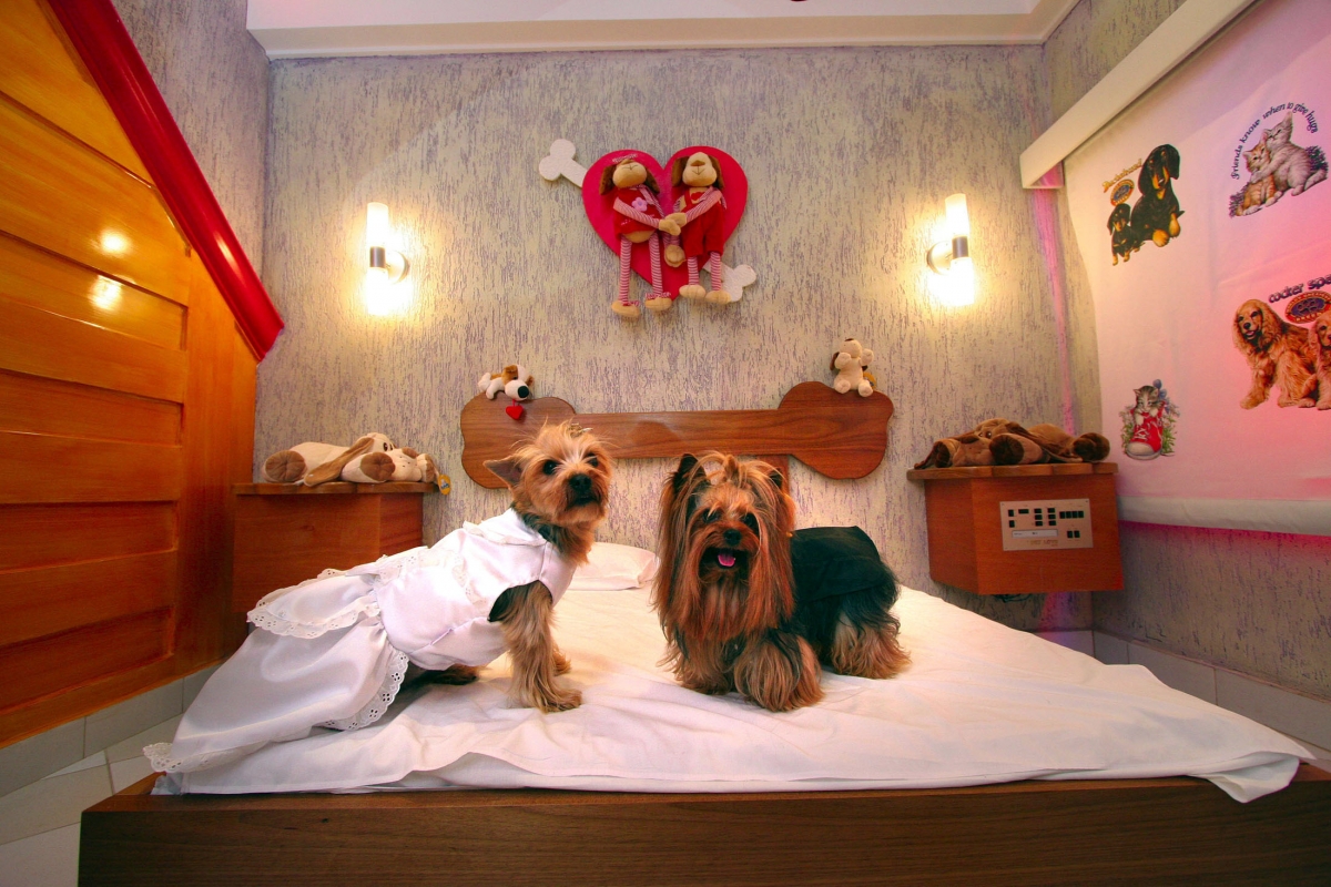 dog hotels