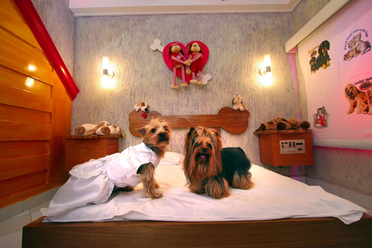 World's Top 10 Luxurious Hotels and Restaurants for Dogs [PHOTOS