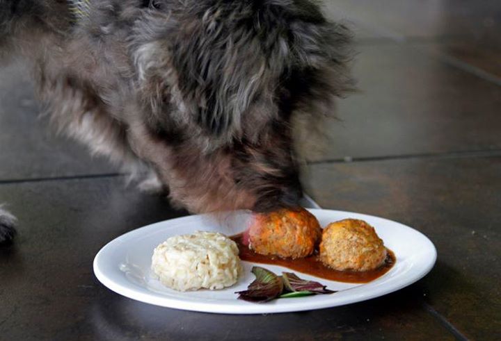10 hotels and restaurants for Dogs