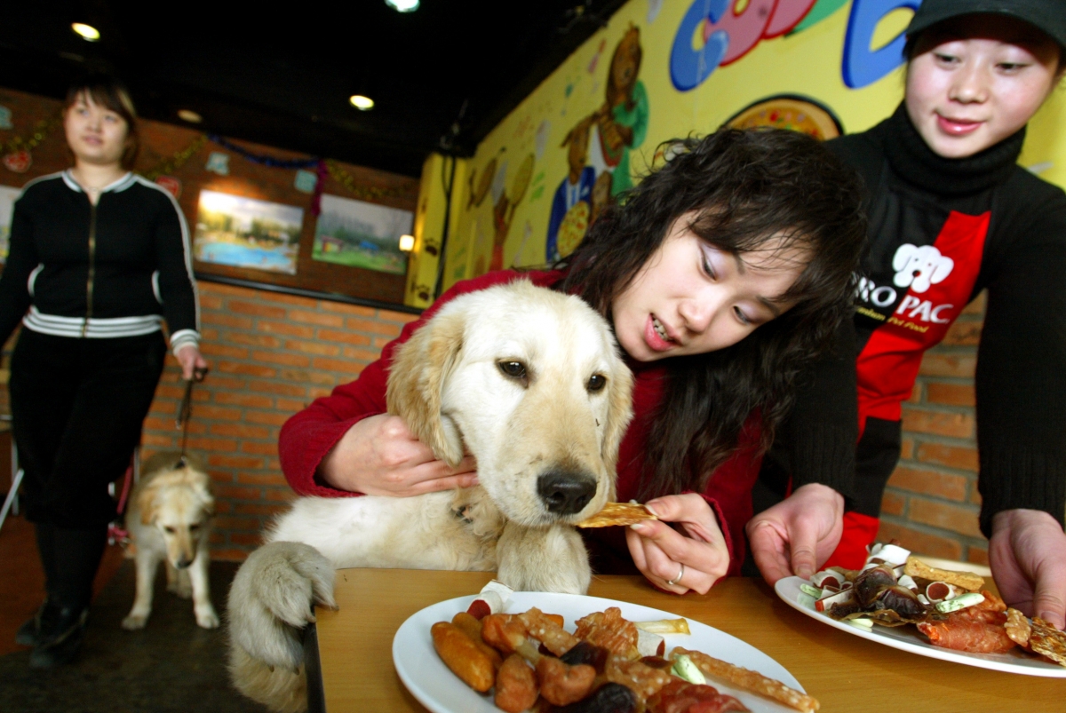 10 hotels and restaurants for Dogs