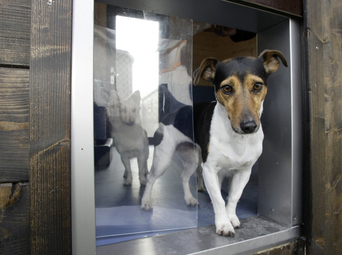 10 hotels and restaurants for Dogs