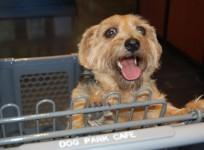 10 hotels and restaurants for Dogs