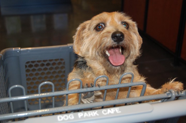 10 hotels and restaurants for Dogs