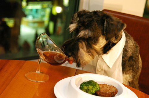 10 hotels and restaurants for Dogs