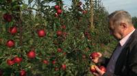 polish-apples-hit-by-sanctions-battle-with-russia
