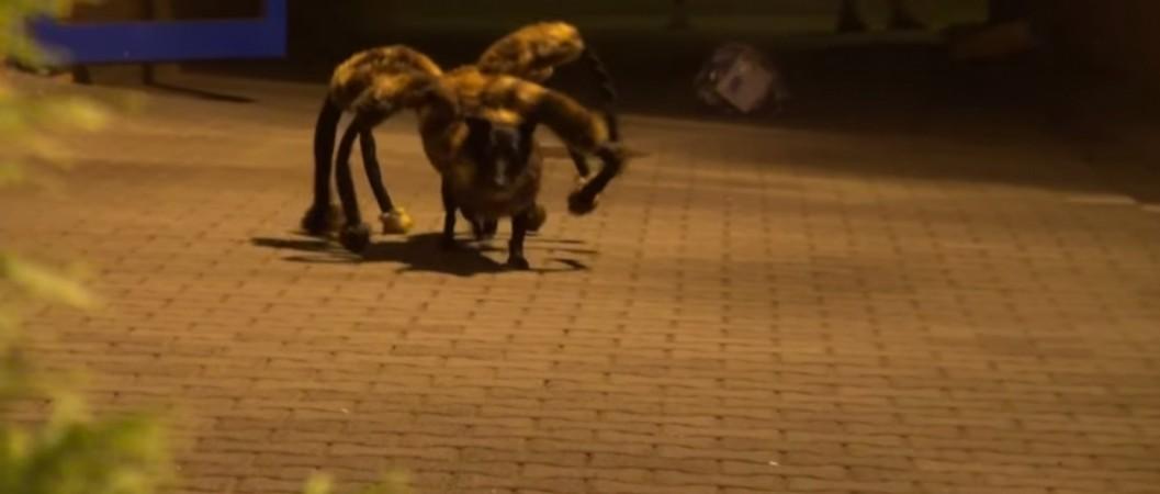 Mutant Giant Spider Dog terrifies strangers Spider Dog