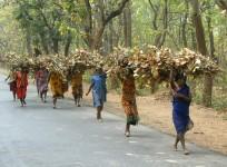 Tribals Forests