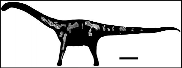 This image shows the pieces of the skeleton recovered of Rukwatitan bisepultus within a silhouette of the animal. The bar equals 1 meter. Rukwatitan bisepultus dino