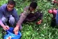 heavy-rain-damages-apple-crop-in-himachal-pradesh