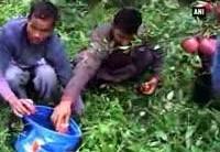 Heavy rain damages apple crop in Himachal Pradesh