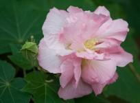 Hibiscus Mutabilis, Changing Rose