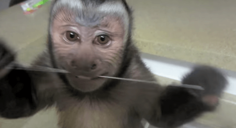 Monkeyboo flosses his teeth Monkeyboo flosses his teeth