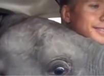 Baby Elephant flies in a Small Aircraft