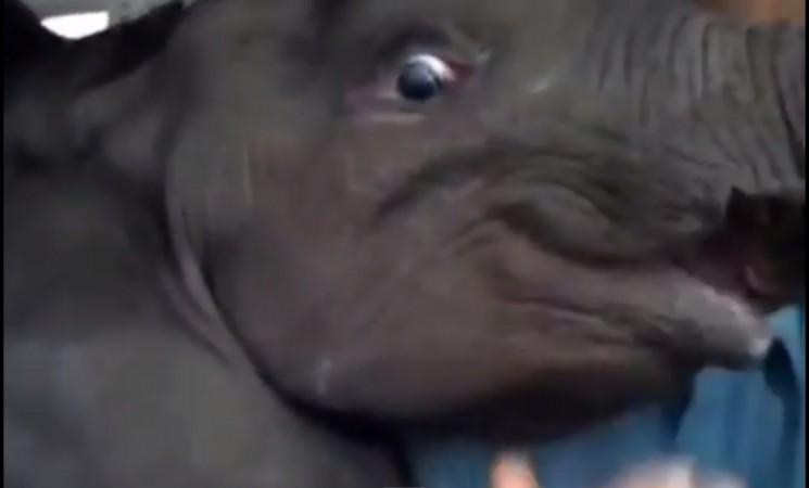 Baby Elephant flies in a Small Aircraft Baby Elephant flies in a Small Aircraft