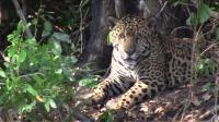 the-pantanal-brazils-wildlife-paradise