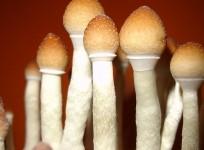 magic mushroom