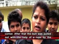 it-happens-bull-jumps-into-swimming-pool