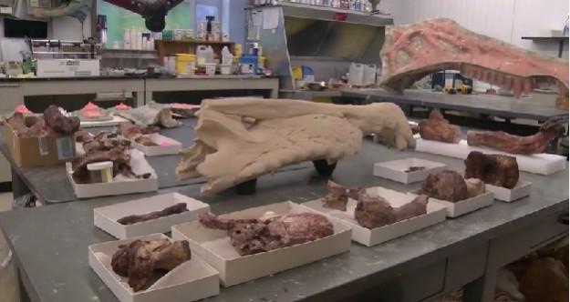 Bones of Spinosaurus at the University of Chicago Lab Bones of Spinosaurus at the University of Chicago Lab