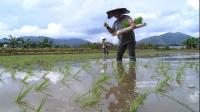 food-safety-fears-see-farming-return-to-high-rise-hong-kong