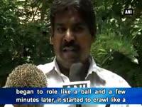 early-morning-visit-by-rare-thorn-rat-takes-coimbatore-by-surprise