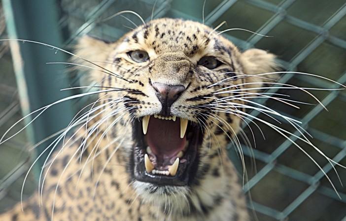 L Leopard kills drunk indians