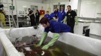 scientists-given-rare-glimpse-of-350-kilo-colossal-squid