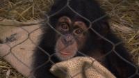 ivorians-abandon-monkey-pets-in-fear-over-ebola-virus