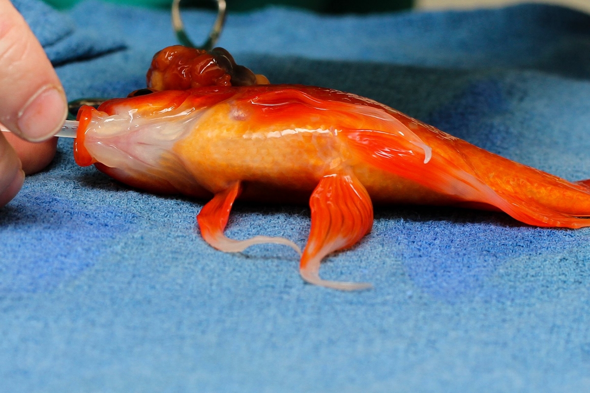 A 10-year-old goldfish got operated to remove a deadly tumour Owner Spends Huge Amount to Remove Goldfish's Deadly Tumour