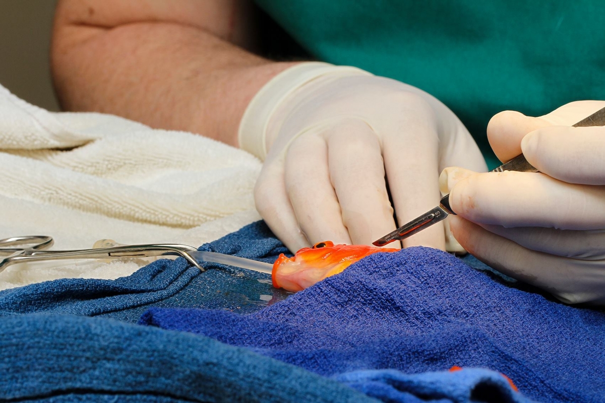 Dr Tristan Rich took out the tumor carefully from George's head Owner Spends Huge Amount to Remove Goldfish's Deadly Tumour
