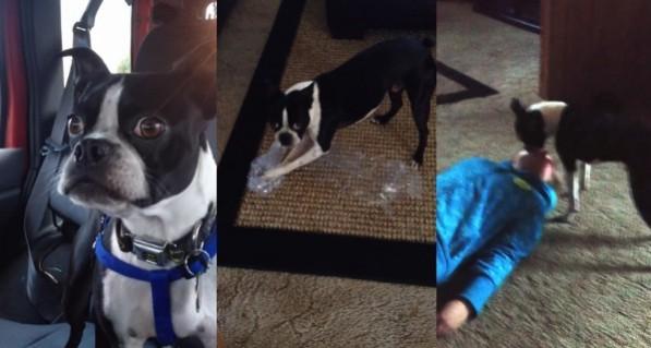 Bruce the Boston terrier is great at impressions Bruce the Boston terrier