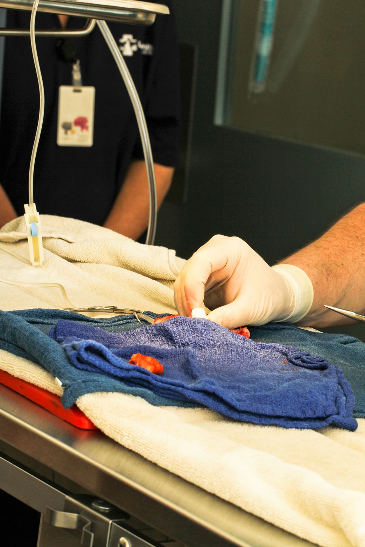 George is being operated Owner Spends Huge Amount to Remove Goldfish's Deadly Tumour