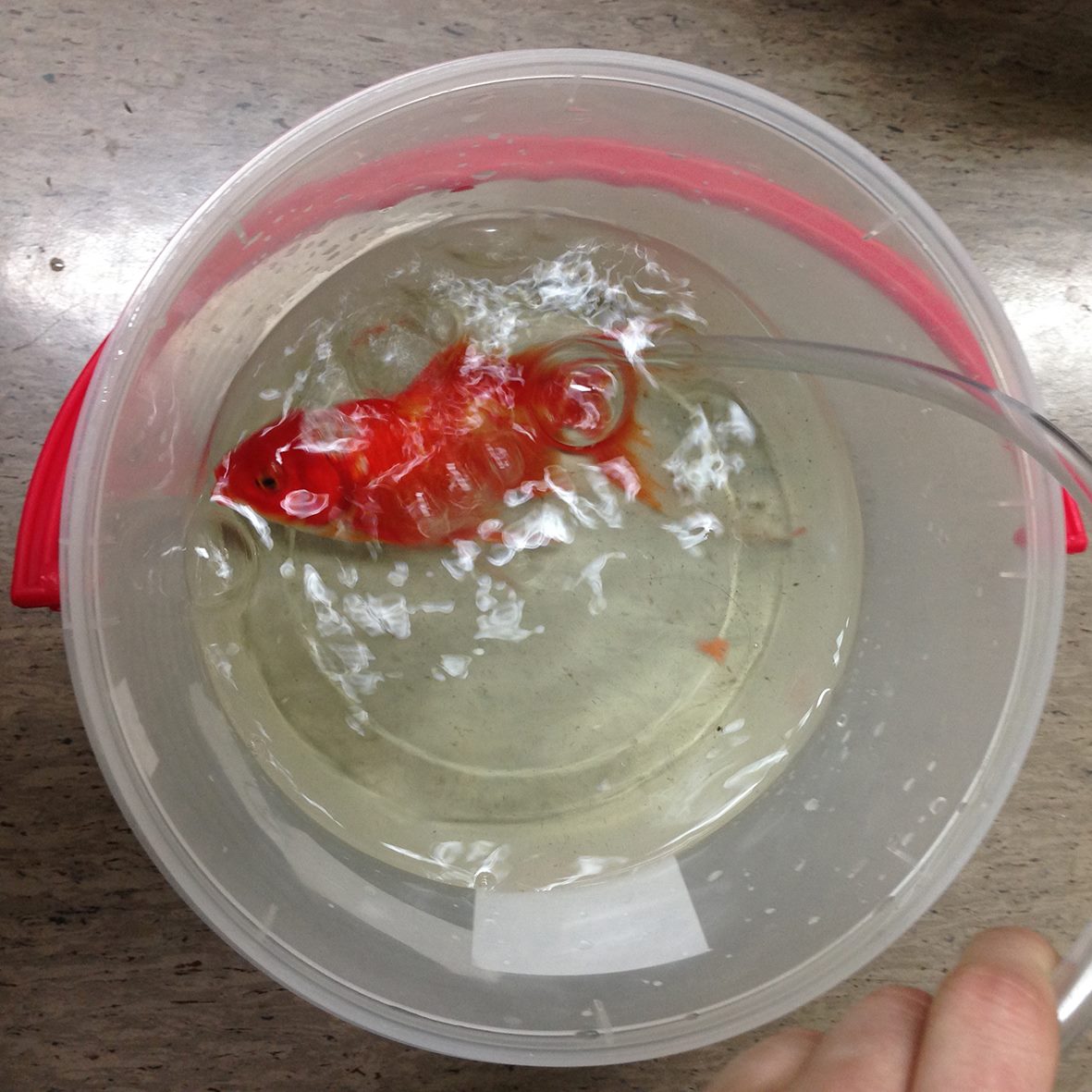 George is now recovering after the surgery Owner Spends Huge Amount to Remove Goldfish's Deadly Tumour