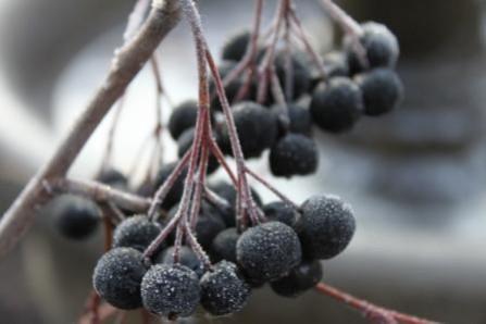 A study published in the Journal of Clinical Pathology found that an extract of chokeberry, when used along with a chemotherapy drug gemcitabine was highly effective in killing pancreatic cancer cells. berry, chokeberry