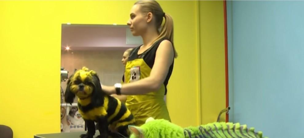 The dog's look was transformed into a Bumblebee Green Dragon Cat and Bumblebee Dog: Pets with Different Looks in Russia