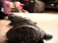 man-arrested-with-218-turtles-at-railway-station-in-kanpur
