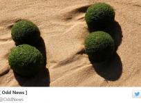 UFO or alien eggs? Hundreds of mysterious green, sponge-like balls have been washed ashore in a northern Sydney beach.