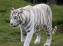White Tiger