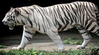 white-tiger-kills-class-12th-student-inside-zoo-in-delhi
