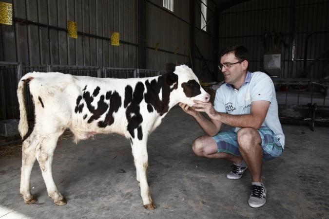 Four Men Sexually Assaulted A Calf In Udupi