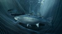 norways-fishing-industry-fights-back-after-salmon-scare