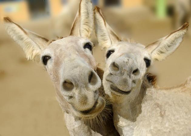 Napoleon is now back with his Antosia. Donkeys reunited in Polish zoo after sex scandal