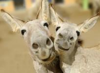 Donkeys reunited in Polish zoo after sex scandal