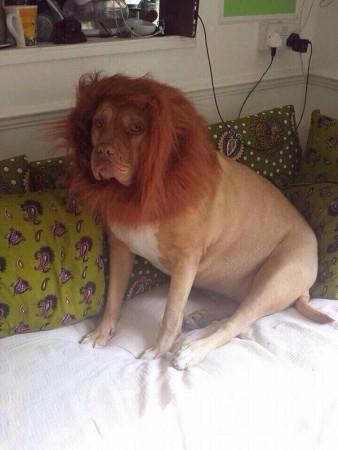 The confused pet sitting on a bed Is it a Log or Dion?
