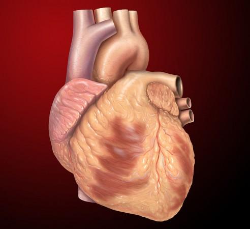 Human heart represented in this image World heart Day 2014: here are 15 most interesting facts about the human heart that we probably never knew.